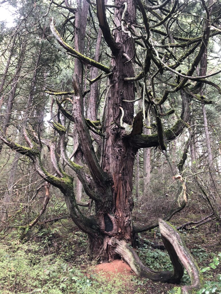 octopus tree